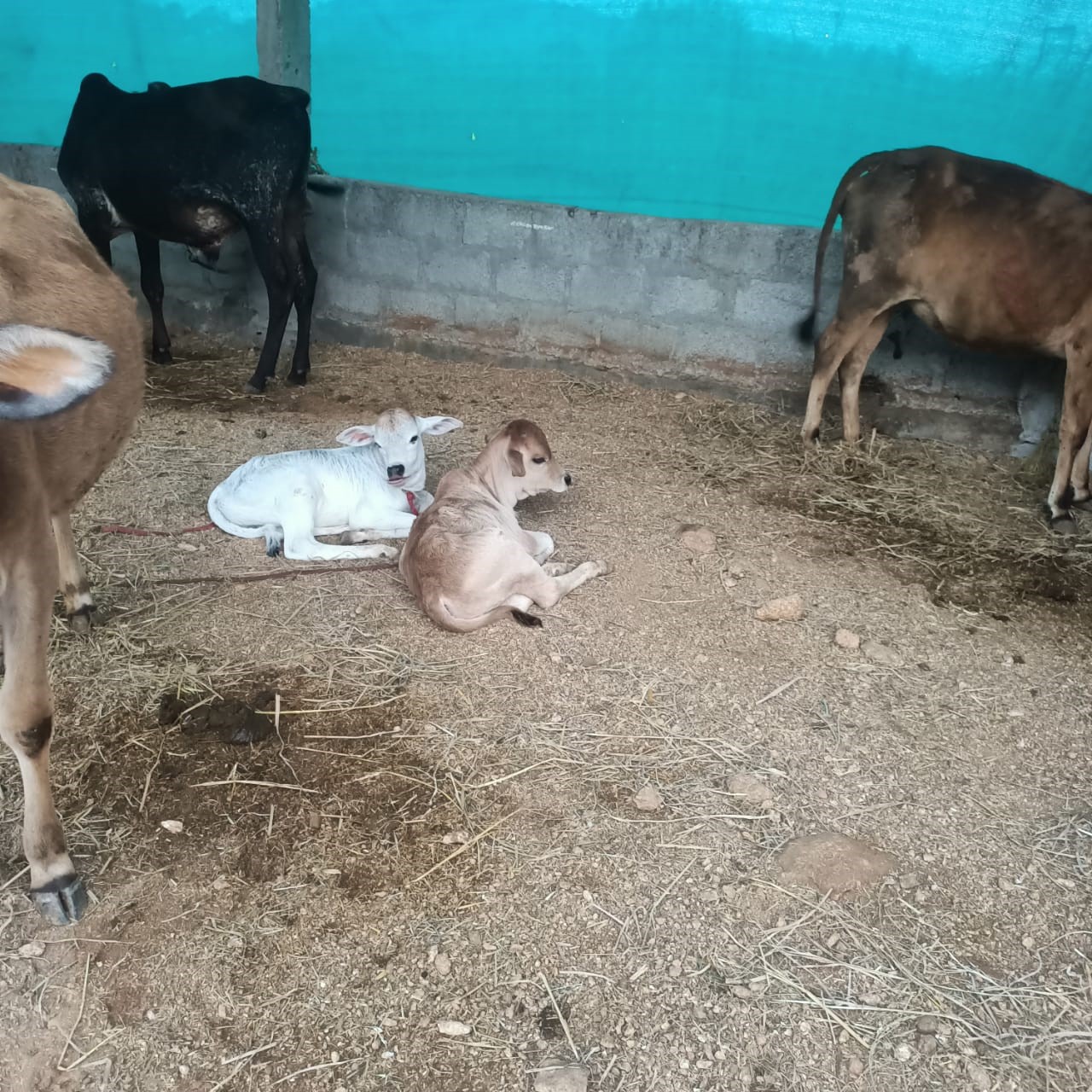 Cow Care