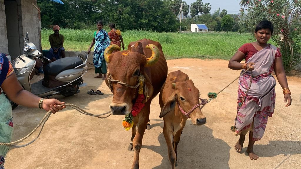 Cow Rescue